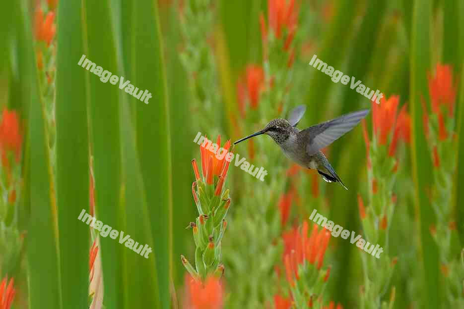 Hummingbird